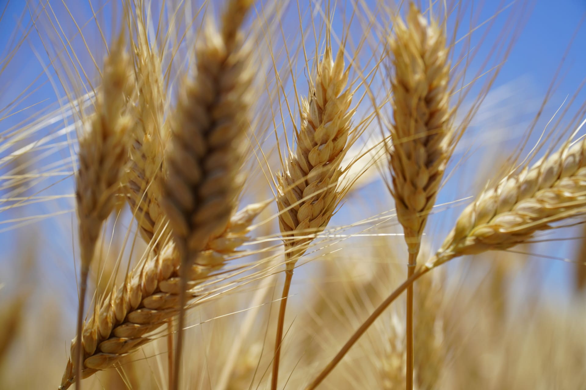 TEKOM AGRO GROUP  ДЕЩО ЗБІЛЬШИВ ПЛОЩІ ПІД ТВЕРДОЮ ПШЕНИЦЕЮ 
