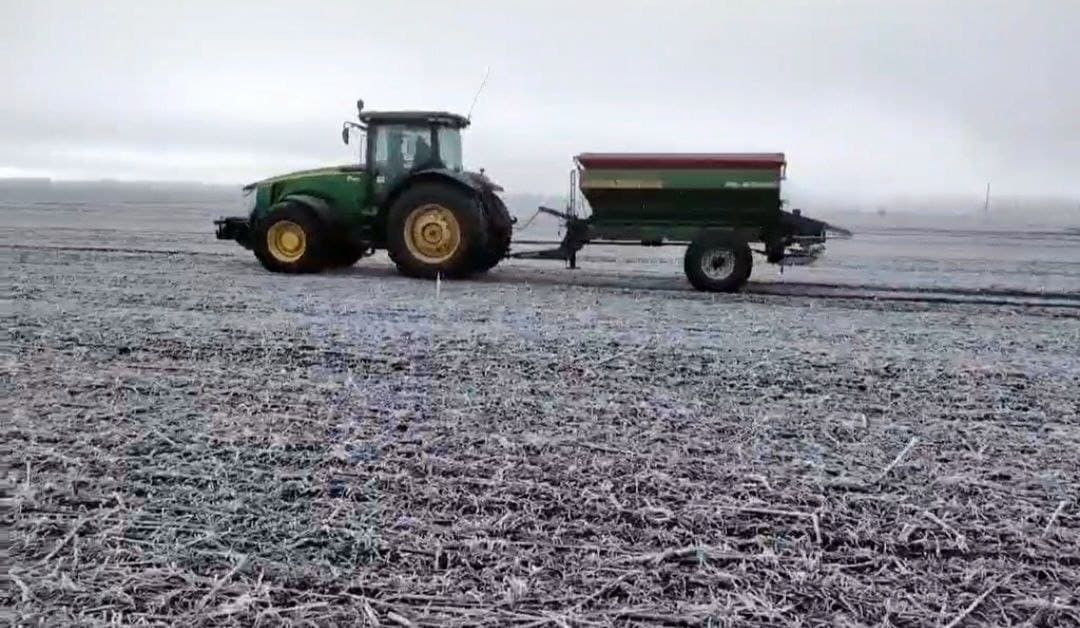 Підживлення озимих зернових: внесення сульфату амонію
