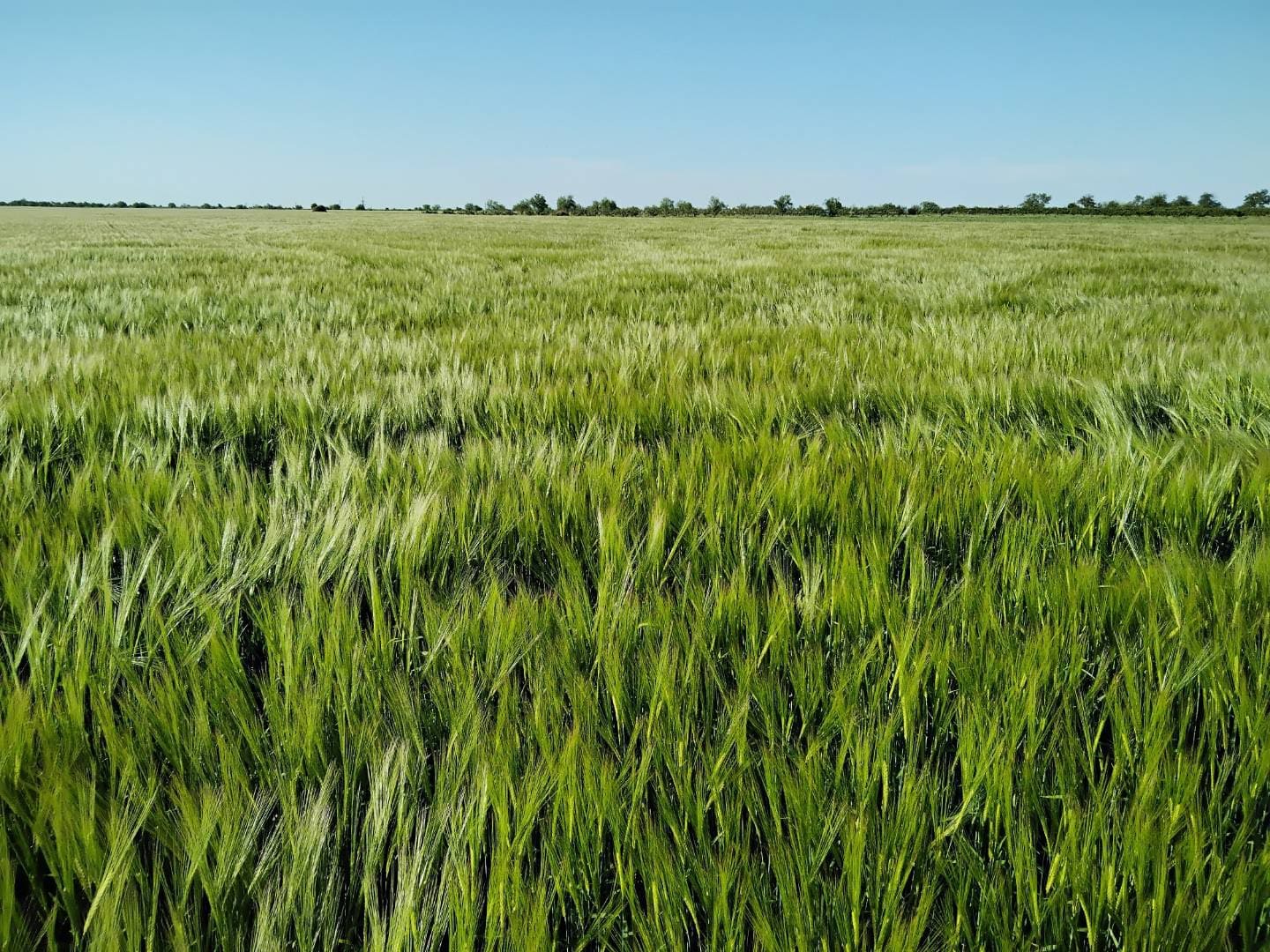 Про досвід вирощування озимого ячменю в «TEKOM AGRO GROUP» пише superagronom.com